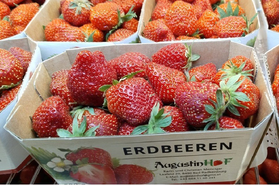 Frische steirische Erdbeeren im Hofladen Wippel in Premstätten